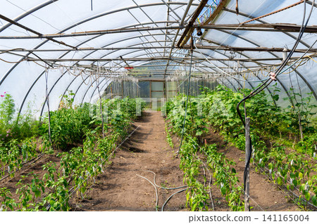 Commercial vegetable production inside spacious agricultural greenhouse Commercial vegetable production inside spacious agricultural greenhouse 141165004