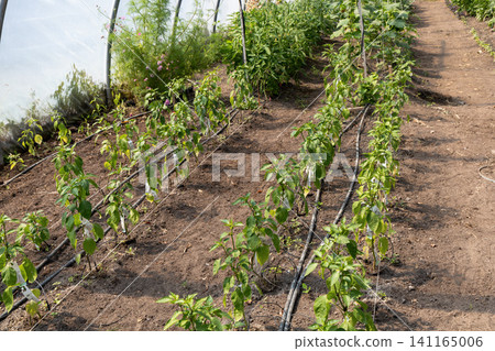 Healthy pepper seedlings cultivated inside commercial vegetable greenhouse Healthy pepper seedlings cultivated inside commercial vegetable greenhouse 141165006
