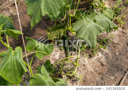 Young cucumber fruit developing on greenhouse climbing vine Young cucumber fruit developing on greenhouse climbing vine 141165028