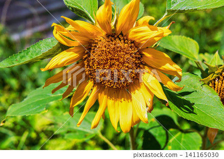 Closeup sunflower flower shining in bright summer sunlight Closeup sunflower flower shining in bright summer sunlight 141165030
