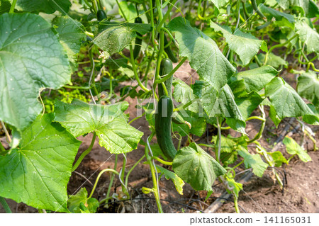 Commercial cucumber cultivation inside modern agricultural greenhouse facility Commercial cucumber cultivation inside modern agricultural greenhouse facility 141165031