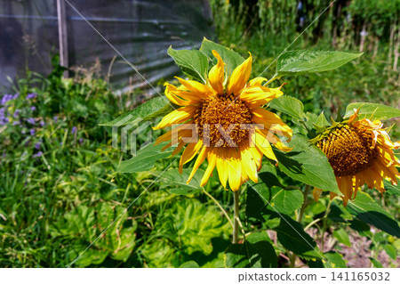 Bright sunflower growing under warm summer sunshine outdoors Bright sunflower growing under warm summer sunshine outdoors 141165032