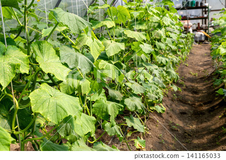 Productive cucumber cultivation with organized greenhouse growing system Productive cucumber cultivation with organized greenhouse growing system 141165033