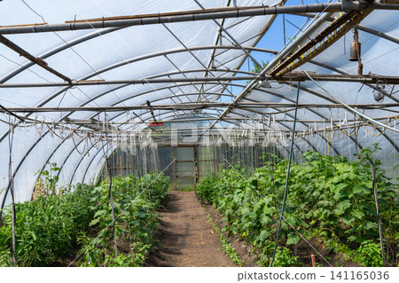 Commercial vegetable greenhouse with healthy crops and irrigation system Commercial vegetable greenhouse with healthy crops and irrigation system 141165036