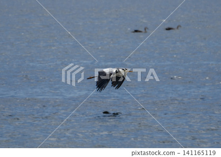 A photograph of a grey heron flying over the water's surface; a natural landscape image of a flying bird and the seaside. 141165119