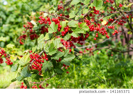 Close-up of a raspberry plant with several ripe red berries resting on textured green leaves. Close-up of a raspberry plant with several ripe red berries resting on textured green leaves. 141165371