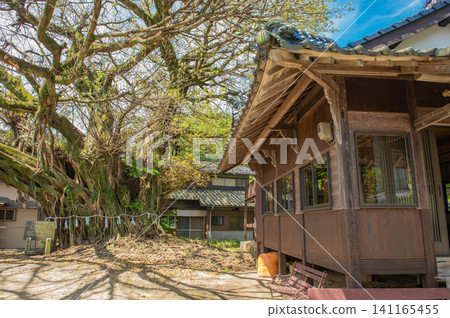 納加梅神社的榕樹 納加梅神社的榕樹 141165455