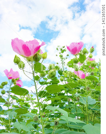 The sky is blue, and the hibiscus flowers bloom. The sky is blue, and the hibiscus flowers bloom. 141165501