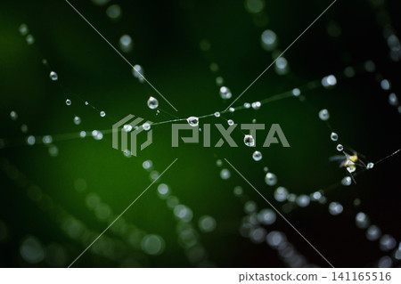 Spider web with water droplets Spider web with water droplets 141165516