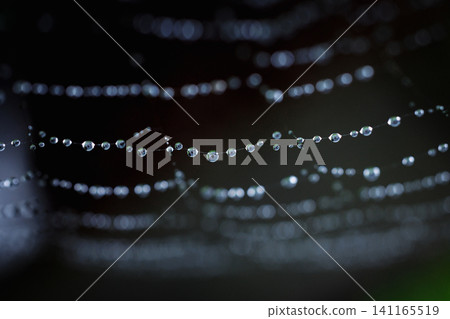 Spider web with water droplets Spider web with water droplets 141165519