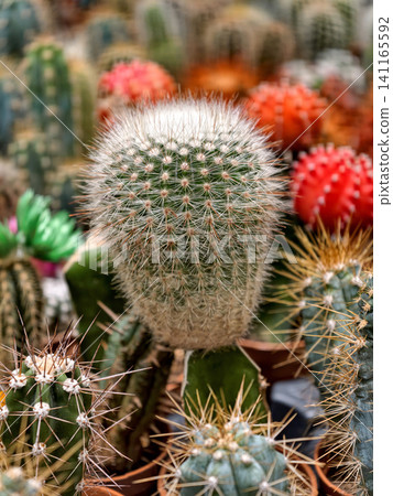 Succulent cacti in small pots displayed in a florist shop Succulent cacti in small pots displayed in a florist shop 141165592