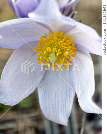The forest awakens with the sight of Pulsatilla patens flowers, purple and delicate, a species protected by its listing in the Red Book The forest awakens with the sight of Pulsatilla patens flowers, purple and delicate, a species protected by its listing in the Red Book 141165641