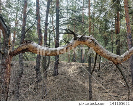 Broken tree with a dramatic snake-shaped branch winding through forest foliage Broken tree with a dramatic snake-shaped branch winding through forest foliage 141165651