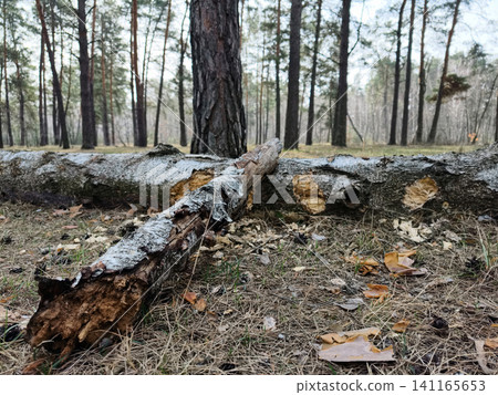 Fallen decaying tree trunks lying on the forest floor among tall trees 141165653