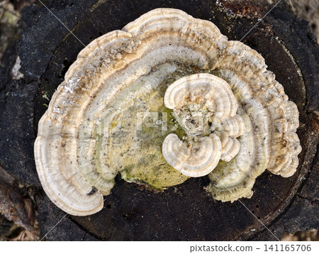 White parasitic fungus on forest stump captures natural decay and complex interactions within woodland ecosystem White parasitic fungus on forest stump captures natural decay and complex interactions within woodland ecosystem 141165706