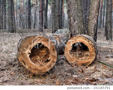Old hollow logs with decayed interiors cut by saw and placed on the forest floor in a natural woodland setting. Tree damaged by decay Old hollow logs with decayed interiors cut by saw and placed on the forest floor in a natural woodland setting. Tree damaged by decay 141165791