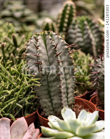 Small potted cacti available in a floral department of a supermarket Small potted cacti available in a floral department of a supermarket 141165803