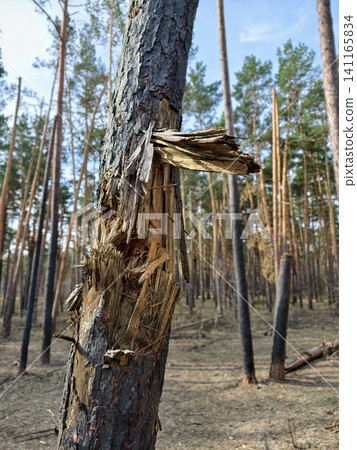 Burned pine forest marked by explosive impact and shrapnel wounds, illustrating environmental degradation in conflict areas 141165834