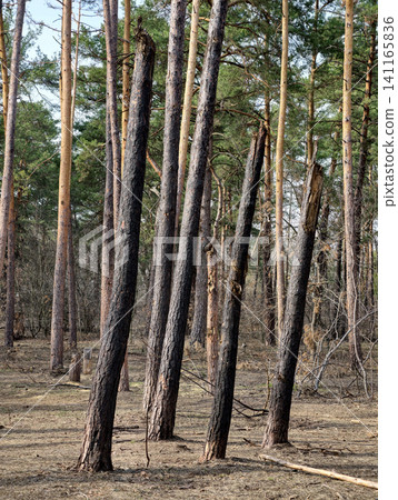 Coniferous forest destroyed by military action, illustrating both human and environmental suffering in war 141165836
