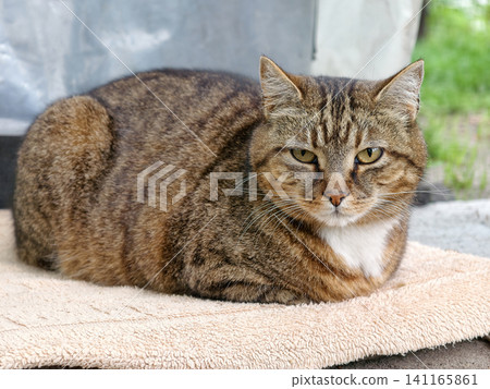 Street cat lying on blanket outside in alleyway staring at camera Street cat lying on blanket outside in alleyway staring at camera 141165861