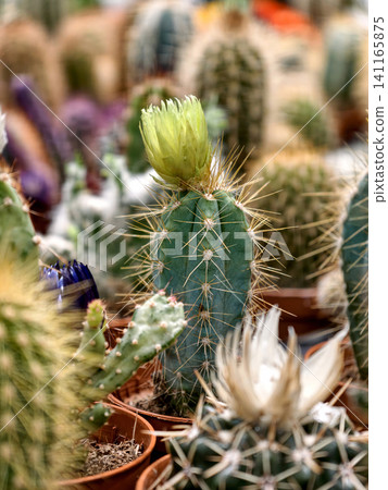 Small cacti plants in stylish pots for sale at a home and garden shop Small cacti plants in stylish pots for sale at a home and garden shop 141165875
