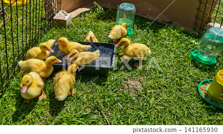 Adorable baby ducklings happily bathing in a small container of water and standing on vibrant green grass within a fenced outdoor enclosure on a sunny day at a farm. Adorable baby ducklings happily bathing in a small container of water and standing on vibrant green grass within a fenced outdoor enclosure on a sunny day at a farm. 141165930