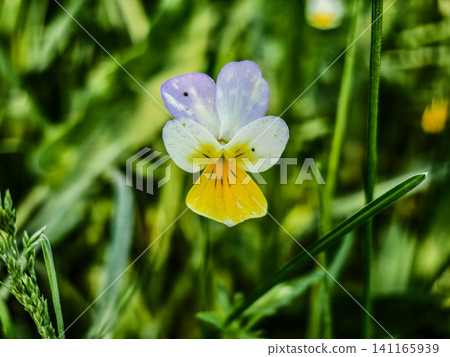 Wild pansy (viola tricolor) showing colorful petals of purple, white, and yellow, growing naturally among vibrant green grass in a spring or summer field. Wild pansy (viola tricolor) showing colorful petals of purple, white, and yellow, growing naturally among vibrant green grass in a spring or summer field. 141165939