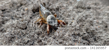 Mole cricket, an insect pest, emerging from underground burrows, seen with digging forelegs adapted for tunneling through the dark, moist earth of a garden or field. Mole cricket, an insect pest, emerging from underground burrows, seen with digging forelegs adapted for tunneling through the dark, moist earth of a garden or field. 141165957