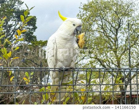 A Sulphur Crested Cockatoo standing on a fence while eating a meat pie A Sulphur Crested Cockatoo standing on a fence while eating a meat pie 141166150