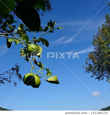 Lemon Lemon 141166179