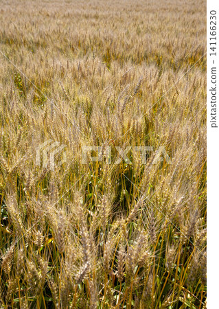 A vast landscape of wheat fields ripening with grain, a golden agricultural land. 141166230
