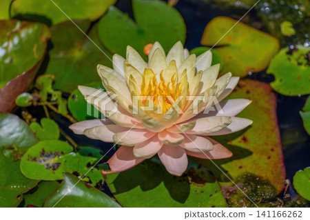 池塘睡蓮盛開,美麗不勝收:大自然的近景 池塘睡蓮盛開,美麗不勝收:大自然的近景 141166262