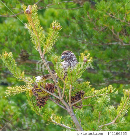 A spotted nutcracker perched on a dwarf pine branch; a wild bird in the alpine zone. A spotted nutcracker perched on a dwarf pine branch; a wild bird in the alpine zone. 141166265