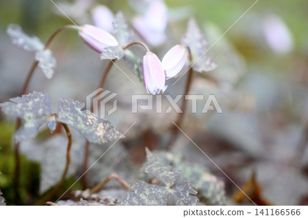 The elegant flowers of the Hepatica nobilis are just beginning to bloom. The elegant flowers of the Hepatica nobilis are just beginning to bloom. 141166566