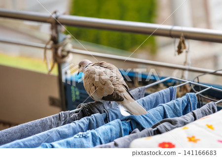 Eurasian collared dove perched on a laundry drying rack with clothes on a balcony. Urban wildlife and domestic hygiene concept Eurasian collared dove perched on a laundry drying rack with clothes on a balcony. Urban wildlife and domestic hygiene concept 141166683