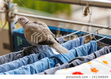 Eurasian collared dove perched on a laundry drying rack with clothes on a balcony. Urban wildlife and domestic hygiene concept Eurasian collared dove perched on a laundry drying rack with clothes on a balcony. Urban wildlife and domestic hygiene concept 141166684