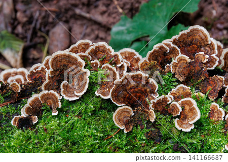 Top view of layered bracket fungi growing on moss covered log in Spessart forest, Germany Top view of layered bracket fungi growing on moss covered log in Spessart forest, Germany 141166687