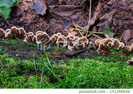 Top view of layered bracket fungi growing on moss covered log in Spessart forest, Germany Top view of layered bracket fungi growing on moss covered log in Spessart forest, Germany 141166688