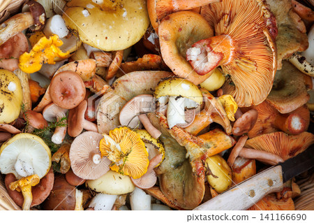 Top view of wild edible mushrooms such as saffron milk cap, russula and chanterelle with knife Top view of wild edible mushrooms such as saffron milk cap, russula and chanterelle with knife 141166690