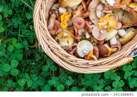Overhead cropped view of a wicker basket filled with wild edible russula, rufous milkcap and chanterelle mushrooms on forest floor Overhead cropped view of a wicker basket filled with wild edible russula, rufous milkcap and chanterelle mushrooms on forest floor 141166691