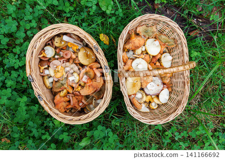 Overhead view of two wicker baskets with wild edible forest mushrooms, including russula, saffron milk cap and chanterelle Overhead view of two wicker baskets with wild edible forest mushrooms, including russula, saffron milk cap and chanterelle 141166692