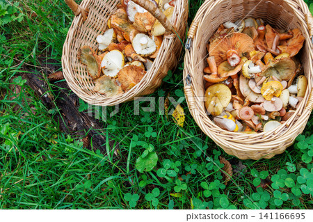 Overhead view of two wicker baskets with wild edible forest mushrooms, including russula, saffron milk cap and chanterelle Overhead view of two wicker baskets with wild edible forest mushrooms, including russula, saffron milk cap and chanterelle 141166695