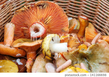 Closeup of wicker basket with saffron milk cap, russula and chanterelle mushrooms Closeup of wicker basket with saffron milk cap, russula and chanterelle mushrooms 141166698