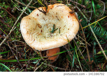 Saffron milk cap mushroom growing on forest floor in Spessart, Germany Saffron milk cap mushroom growing on forest floor in Spessart, Germany 141166702