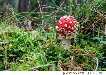 Young fly agaric mushroom growing on green mossy forest floor in Spessart, Germany Young fly agaric mushroom growing on green mossy forest floor in Spessart, Germany 141166705