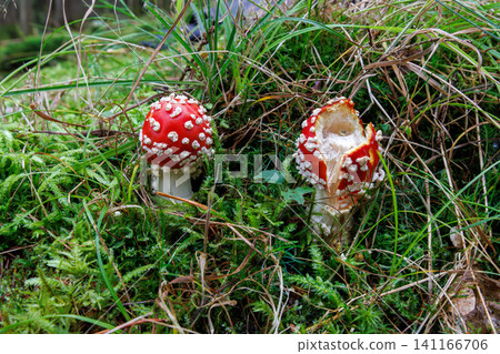 Two young fly agaric mushrooms on green mossy forest floor in Spessart, Germany 141166706