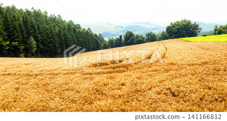 A landscape of wheat fields on a hill in Biei, Hokkaido, as harvest season approaches. 141166812