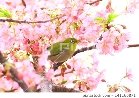 Kawazu cherry blossoms and white-eye in full bloom (early spring image) Kawazu cherry blossoms and white-eye in full bloom (early spring image) 141166871