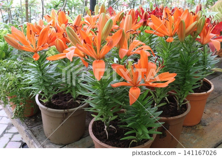 Lilium longiflorum, commonly known as the Easter lily flower plant Lilium longiflorum, commonly known as the Easter lily flower plant 141167026