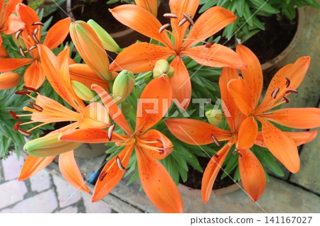 Lilium longiflorum, commonly known as the Easter lily flower plant Lilium longiflorum, commonly known as the Easter lily flower plant 141167027